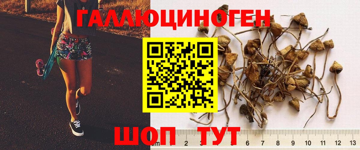 Галлюциногенные грибы Cubensis Мурманск